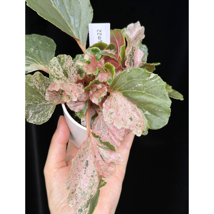 【一点もの】ベゴニア ククラータ ピンク斑入り begonia cucullata Pink variegated 希少 レア 22