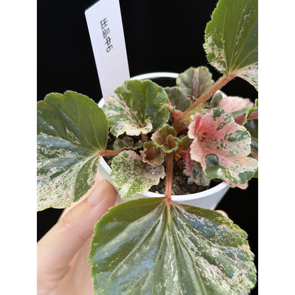 【一点もの】ベゴニア ククラータ ピンク斑入り begonia cucullata Pink variegated 希少 レア 6