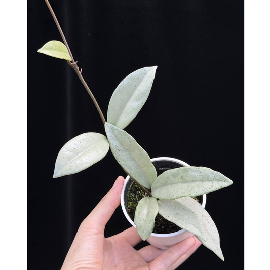 【一点もの】ホヤ ウィルバーグレイブス シルバー Hoya carnosa 'wilbur graves silver'