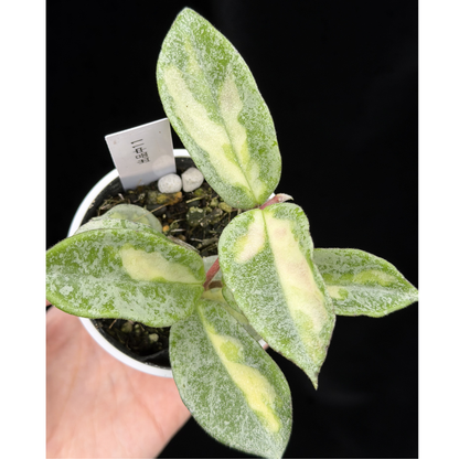 【一点もの】ホヤ・アルゲンティア・プリンセス Hoya carnosa 'Argentea Princess'  希少 レア 11