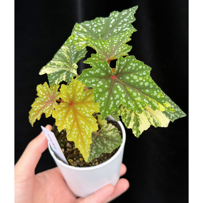 【一点もの】ベゴニア 出雲の煌星 斑入り Izumo no Kiraboshi variegated 希少 激レア 24