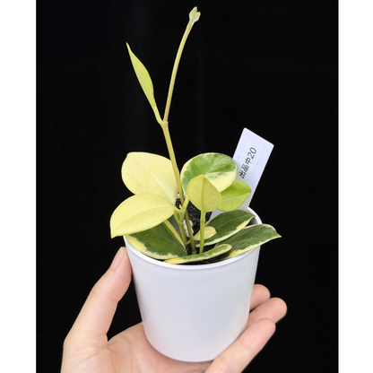 【一点もの】ホヤ オーストラリス ホワイトマージン Hoya australis 'White Margin' 20