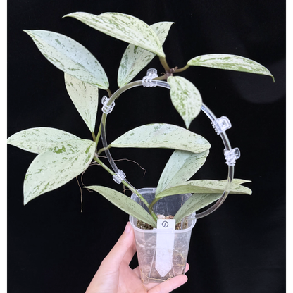 【一点もの】ホヤ プビカリクス シルバーゴースト Hoya Pubicalyx silver ghost  希少 レア ねこチップ ネガミエル3号 クリア支柱Mサイズ 1