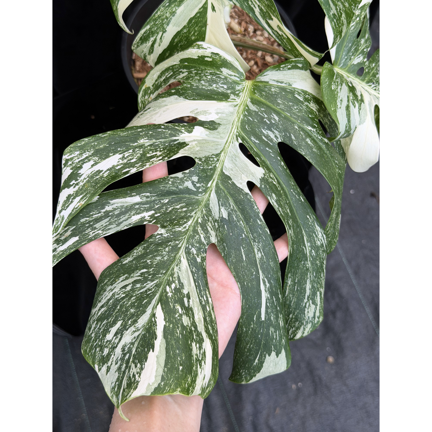 【一点もの】斑入りモンステラ ボルシギアナ　ホワイトタイガー 6号　Monstera borsigiana 'White Tiger'