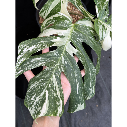 【一点もの】斑入りモンステラ ボルシギアナ　ホワイトタイガー 6号　Monstera borsigiana 'White Tiger'