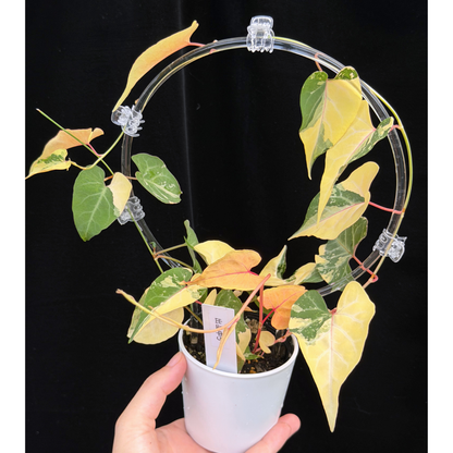 【一点もの販売】ファロピア マルチフローラ 斑入り クリア支柱Mサイズ仕立て Fallopia multiflora 'Variegata'　5