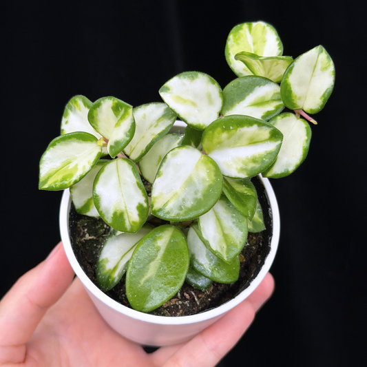 【一点もの】ホヤ マチルダ 内斑入り Hoya mathilde inner variegated 希少 レア