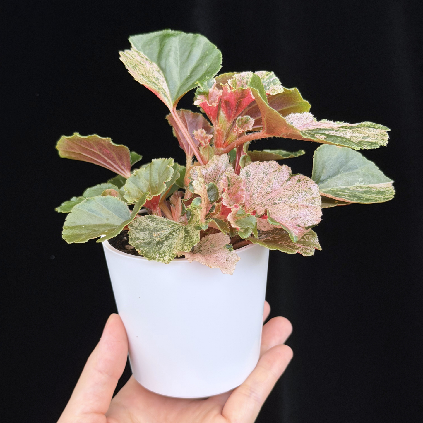 【一点もの】ベゴニア ククラータ ピンク斑入り begonia cucullata Pink variegated 希少 レア