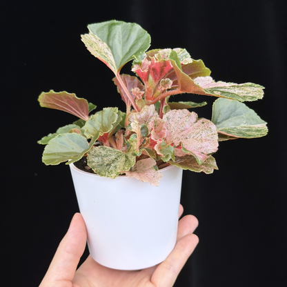 【一点もの】ベゴニア ククラータ ピンク斑入り begonia cucullata Pink variegated 希少 レア