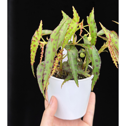 【一点もの】ベゴニア・アンフィオクサス Begonia amphioxus 18