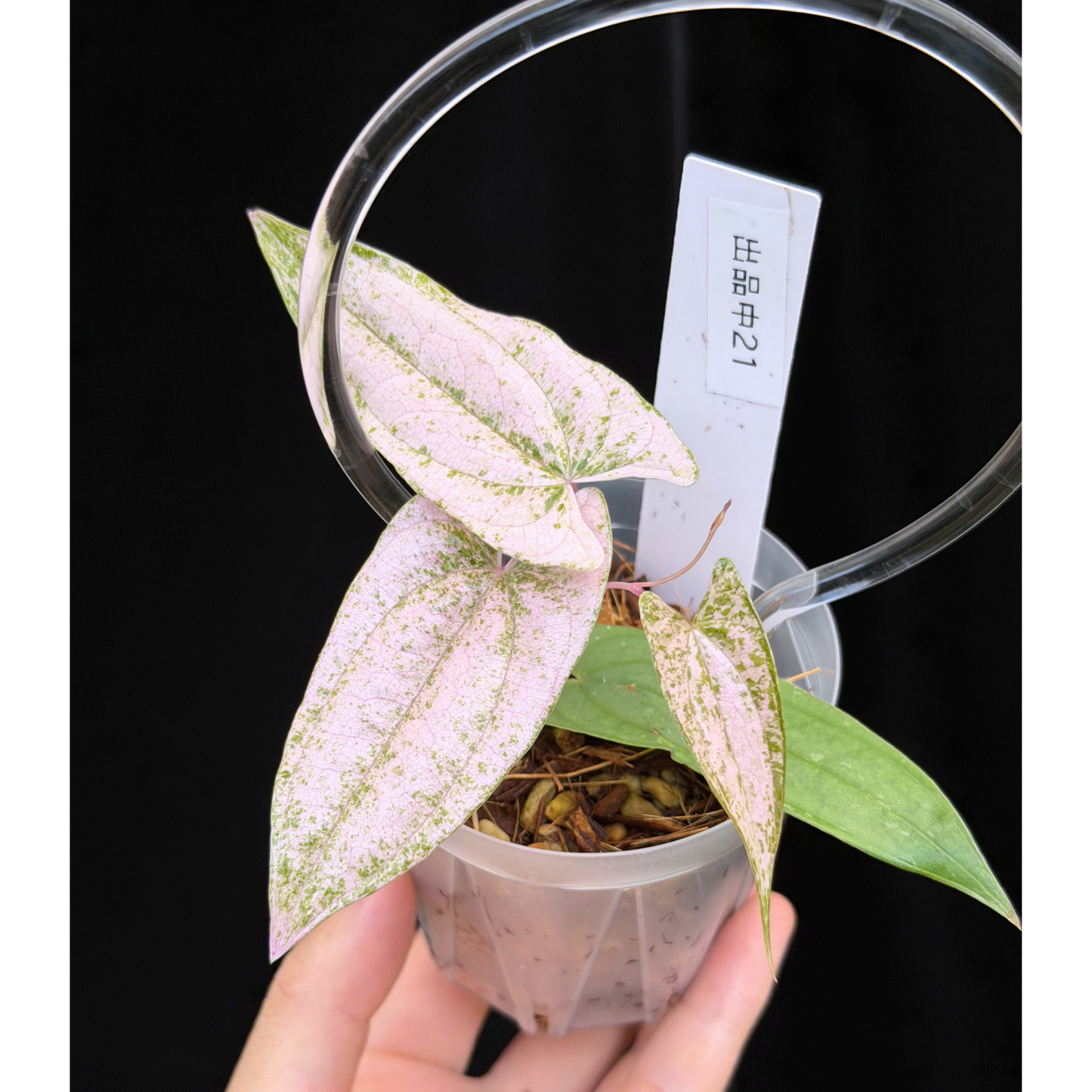 【一点もの】Dioscorea garrettii ‘Pixel’ 2.5号 クリア支柱Sサイズ仕立て ねこチップSS植え 激レア 21