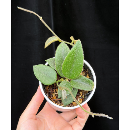 【一点もの】ホヤ トムソニー  Hoya thomsonii
