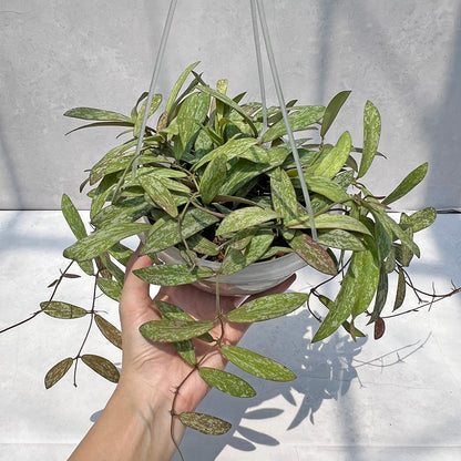 【現品販売】Hoya sigillantis ホヤ シギラティス ネガミエルAIR 5号 透明吊り鉢 ねこチップ 2