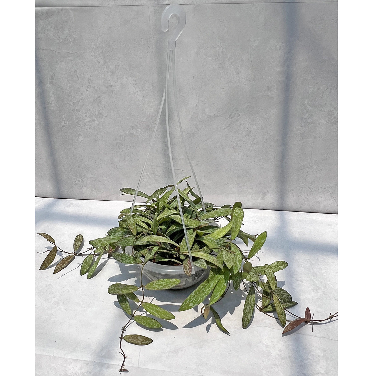 【現品販売】Hoya sigillantis ホヤ シギラティス ネガミエルAIR 5号 透明吊り鉢 ねこチップ 2