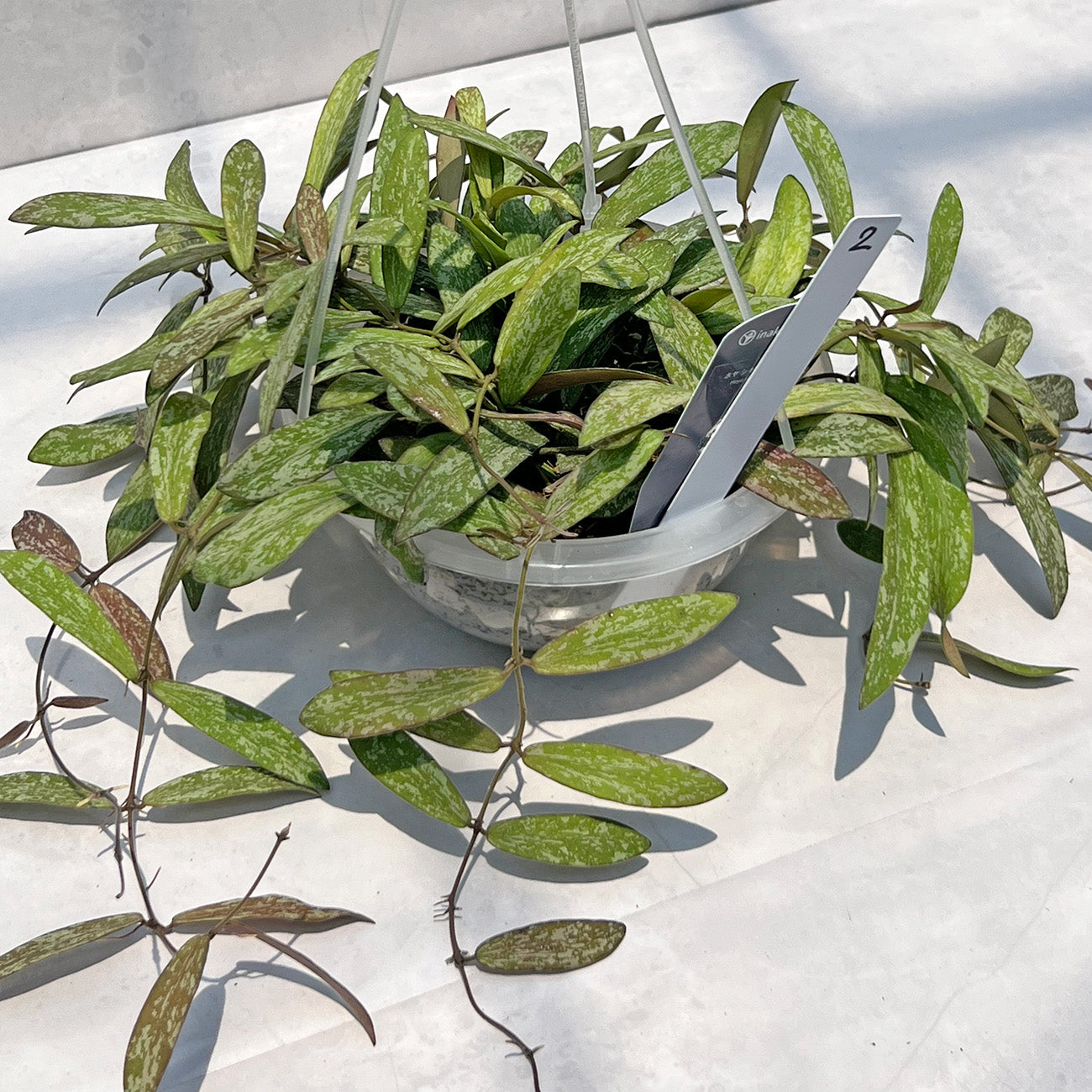 【現品販売】Hoya sigillantis ホヤ シギラティス ネガミエルAIR 5号 透明吊り鉢 ねこチップ 2