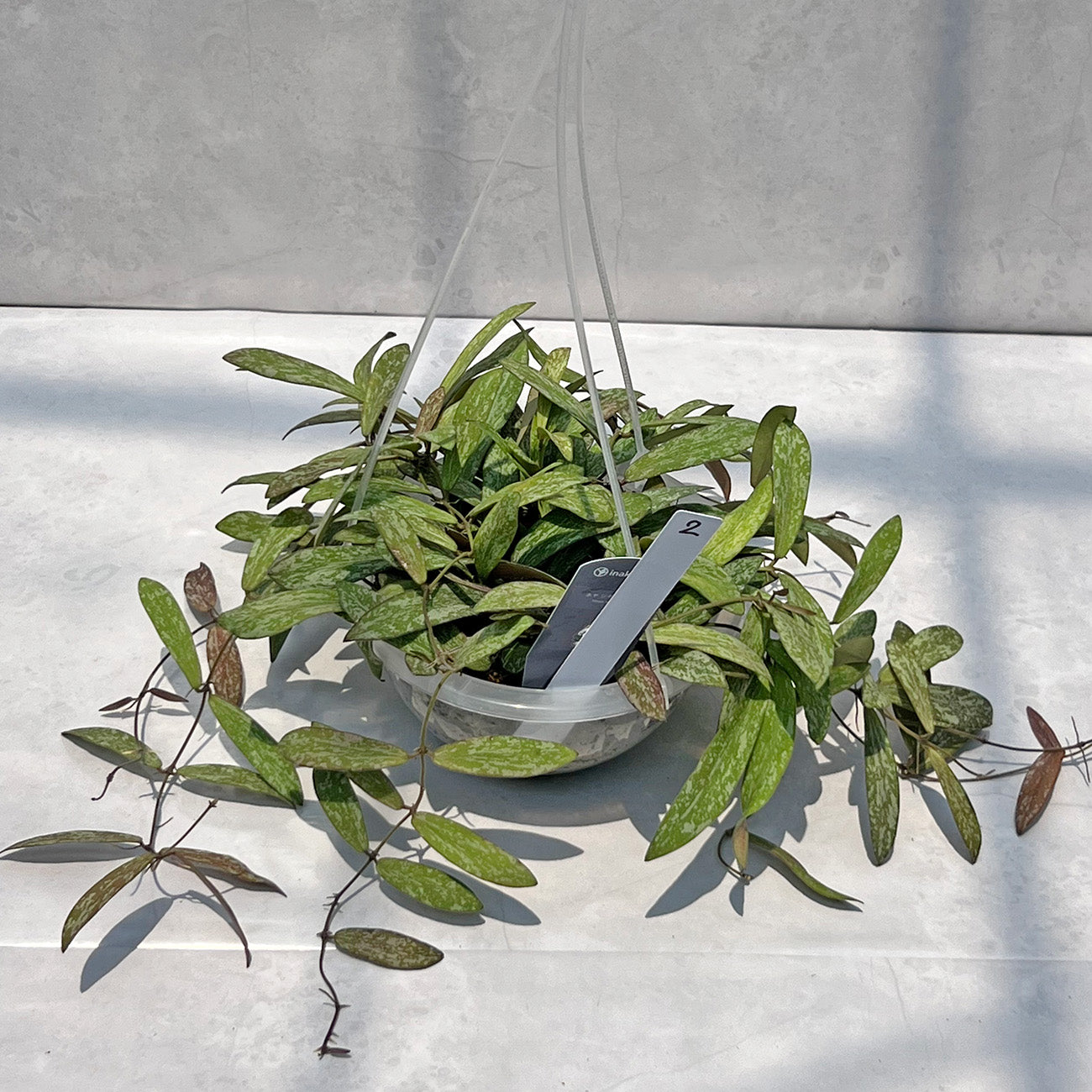 【現品販売】Hoya sigillantis ホヤ シギラティス ネガミエルAIR 5号 透明吊り鉢 ねこチップ 2