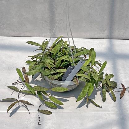 【現品販売】Hoya sigillantis ホヤ シギラティス ネガミエルAIR 5号 透明吊り鉢 ねこチップ 2