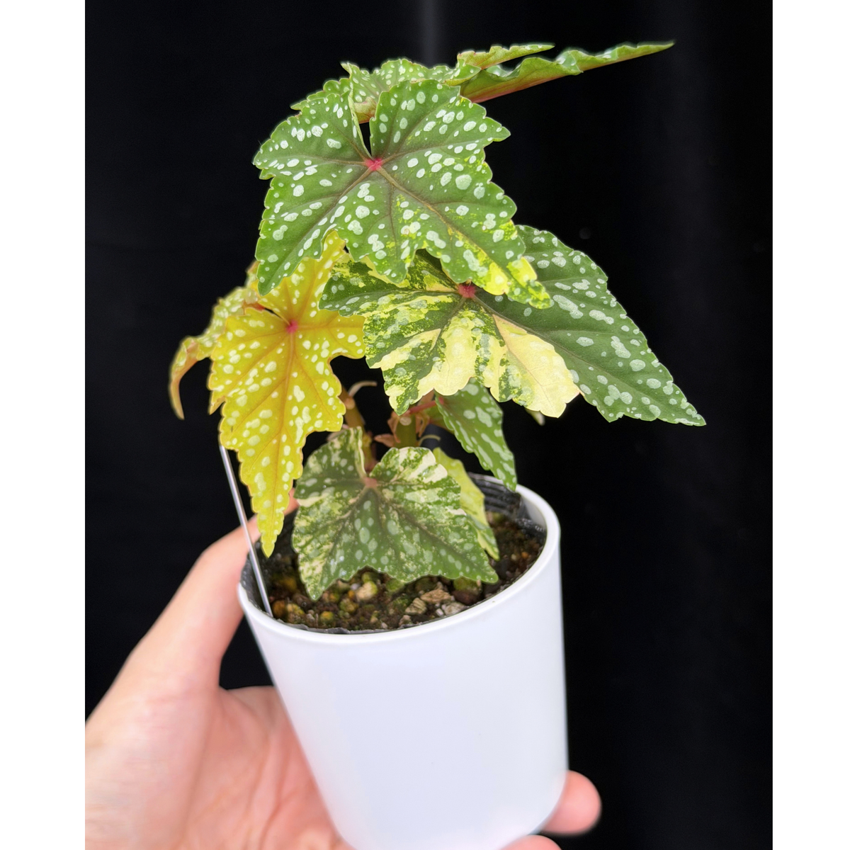 【一点もの】ベゴニア 出雲の煌星 斑入り Izumo no Kiraboshi variegated 希少 激レア 24