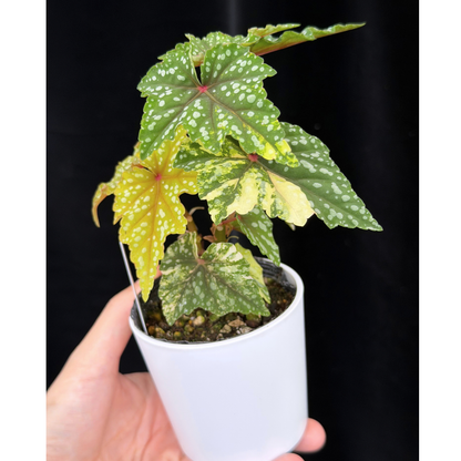 【一点もの】ベゴニア 出雲の煌星 斑入り Izumo no Kiraboshi variegated 希少 激レア 24