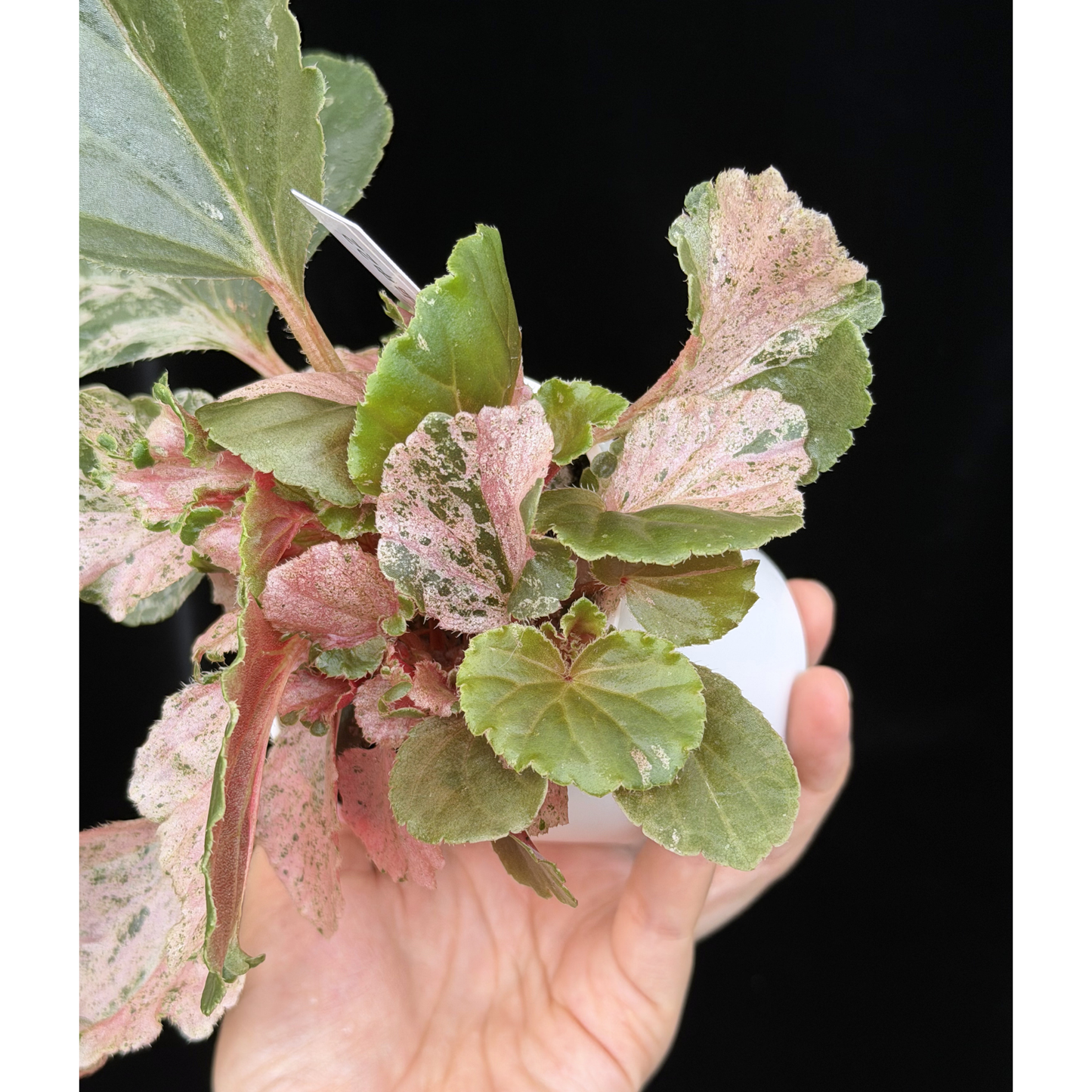 【一点もの】ベゴニア ククラータ ピンク斑入り begonia cucullata Pink variegated 希少 レア 22