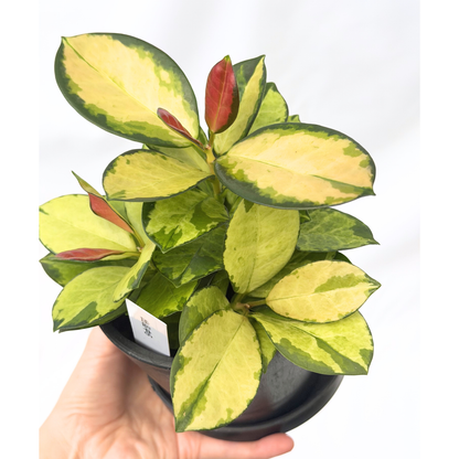 【一点もの】ホヤ オーストラリス リサ 4号 BLACK PLASTIC POT 受け皿付き ねこチップ
