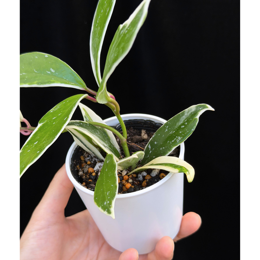 【一点もの】ホヤ プビカリクス ピンクシルバー アルボマギナータ スプラッシュ Hoya Pubicalyx pink silver albomarginata splash 希少 レア