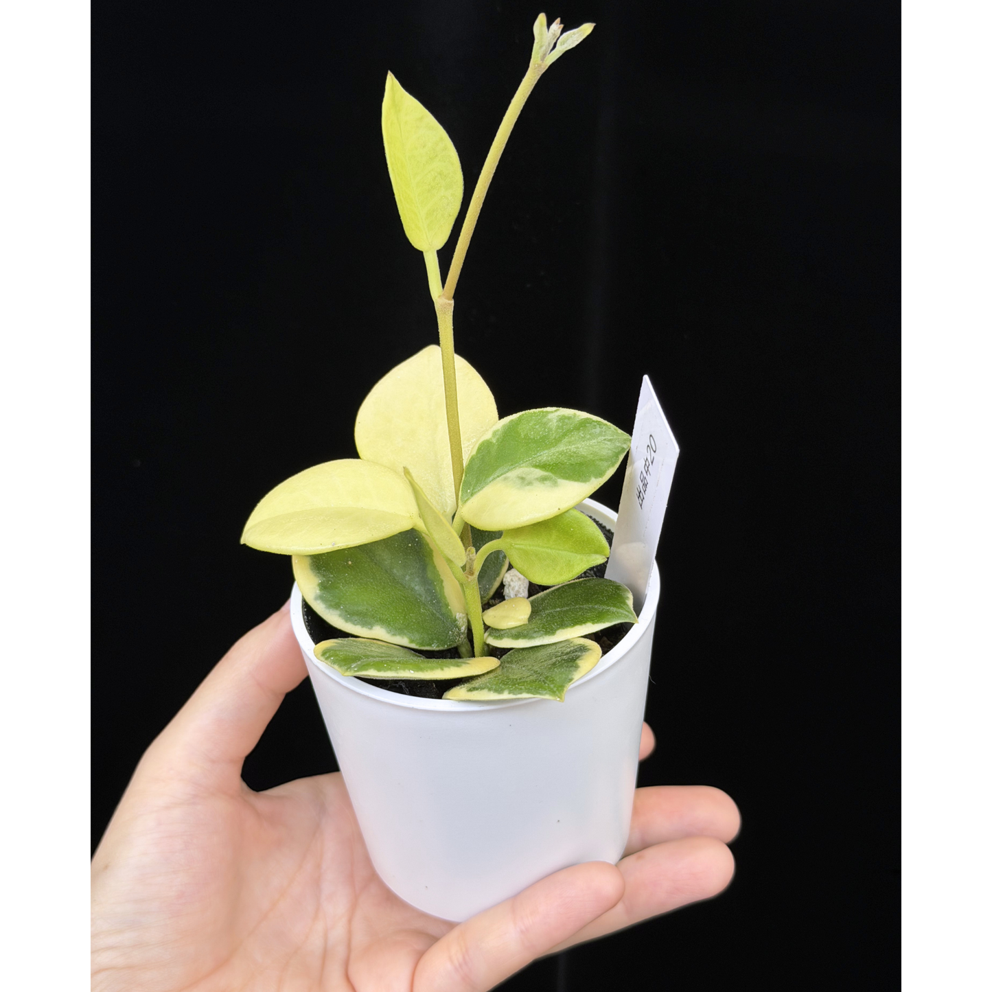 【一点もの】ホヤ オーストラリス ホワイトマージン Hoya australis 'White Margin' 20