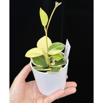 【一点もの】ホヤ オーストラリス ホワイトマージン Hoya australis 'White Margin' 20