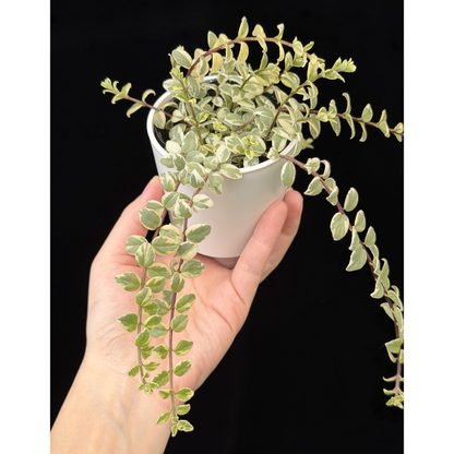 【一点もの】コルムネア ミクロフィラ 斑入り 希少 レア