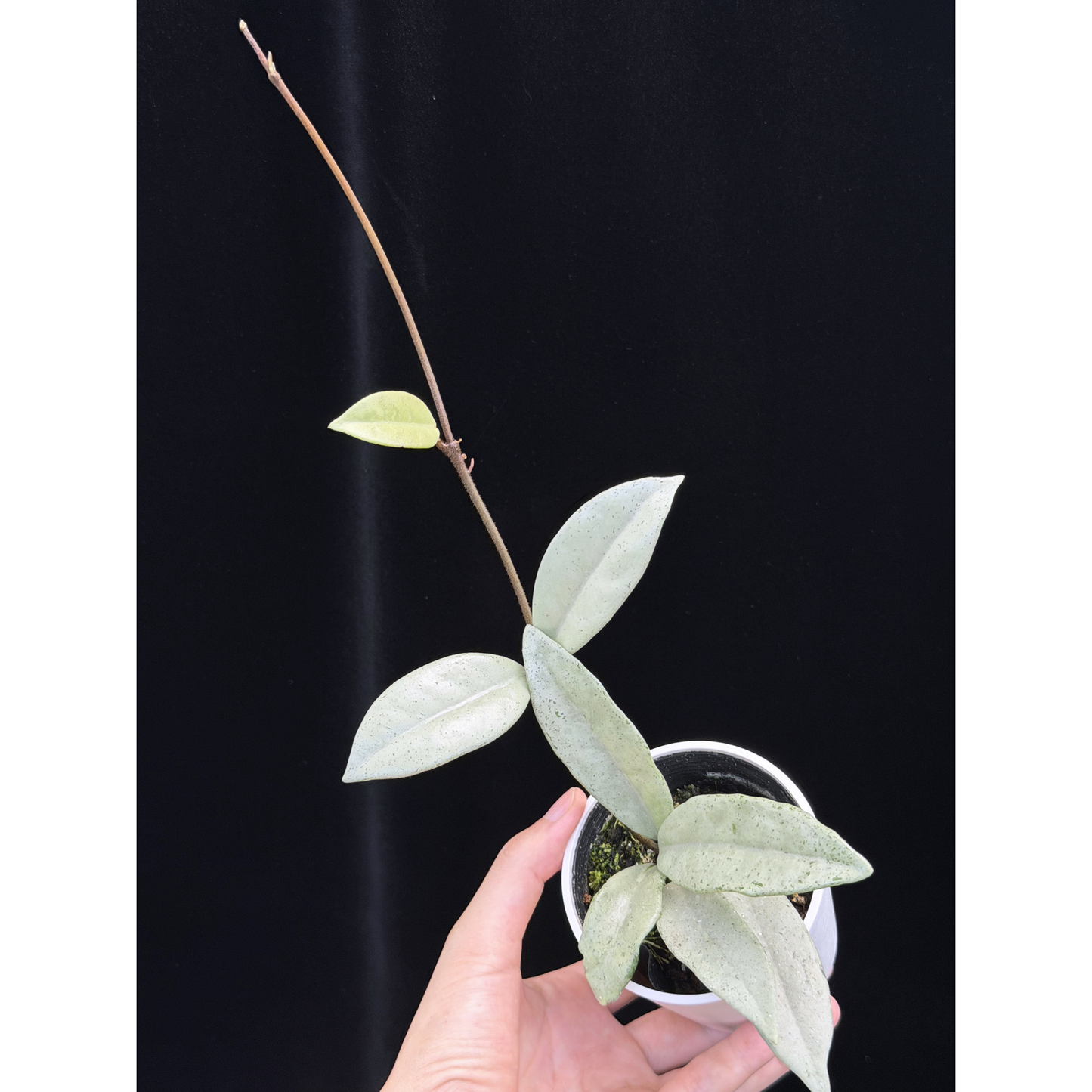 【一点もの】ホヤ ウィルバーグレイブス シルバー Hoya carnosa 'wilbur graves silver'