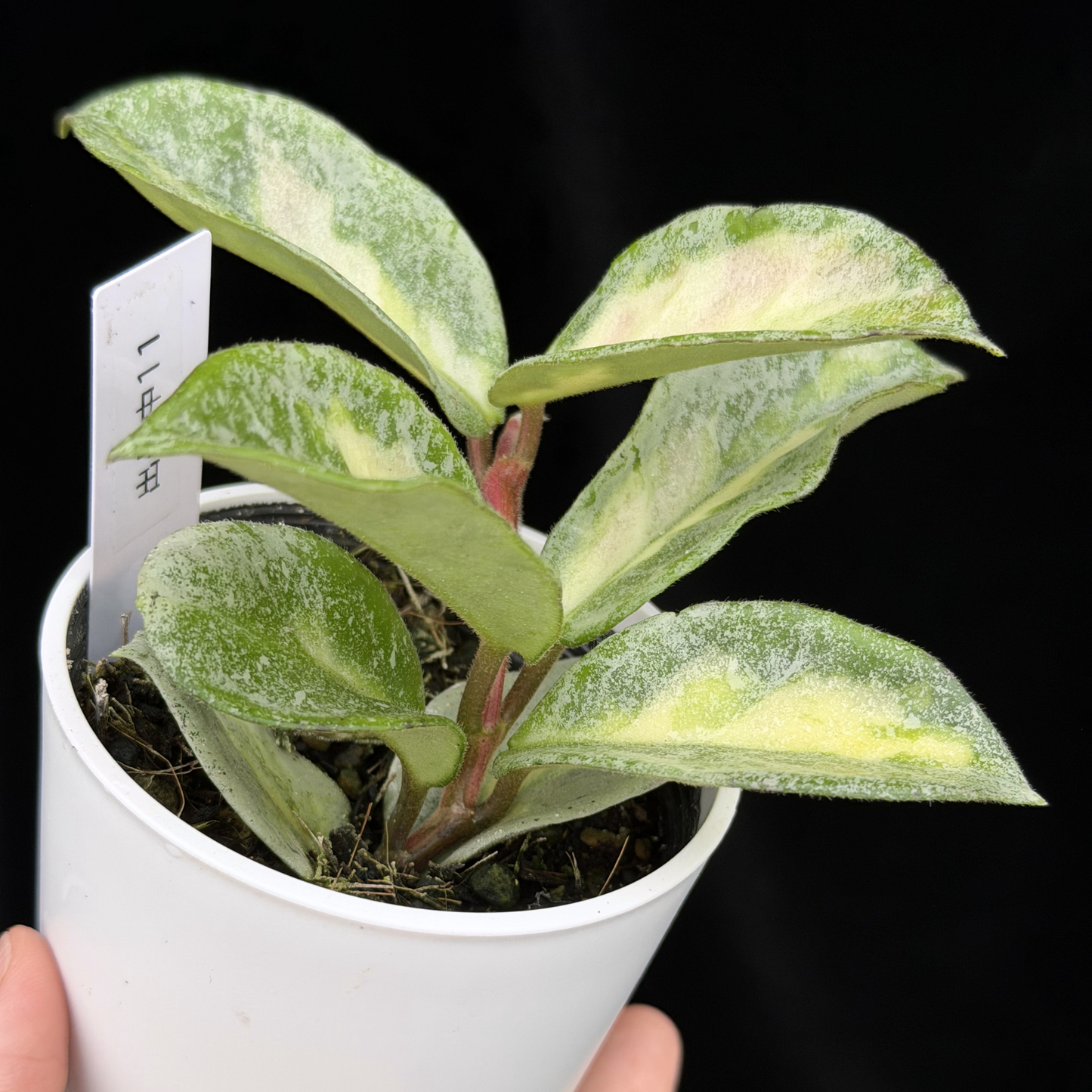 【一点もの】ホヤ・アルゲンティア・プリンセス Hoya carnosa 'Argentea Princess'  希少 レア 11