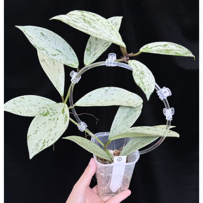 【一点もの】ホヤ プビカリクス シルバーゴースト Hoya Pubicalyx silver ghost  希少 レア ねこチップ ネガミエル3号 クリア支柱Mサイズ 1