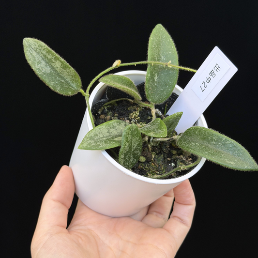 【一点もの】ホヤ トムソニー スプラッシュ Hoya thomsonii splash 27