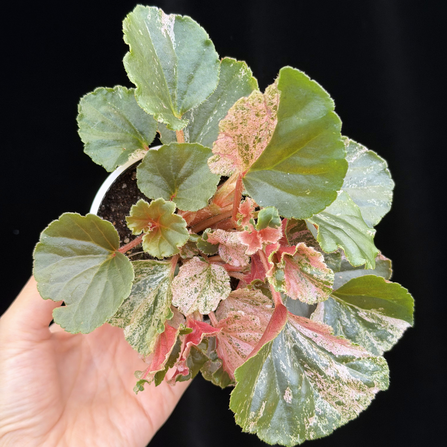 【一点もの】ベゴニア ククラータ ピンク斑入り begonia cucullata Pink variegated 希少 レア