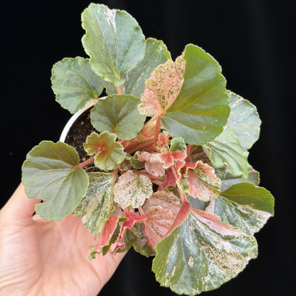 【一点もの】ベゴニア ククラータ ピンク斑入り begonia cucullata Pink variegated 希少 レア