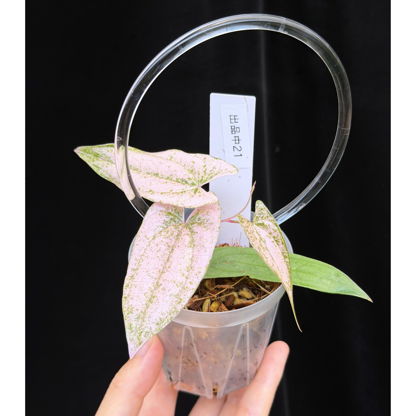 【一点もの】Dioscorea garrettii ‘Pixel’ 2.5号 クリア支柱Sサイズ仕立て ねこチップSS植え 激レア 21