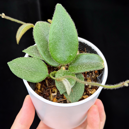 【一点もの】ホヤ トムソニー  Hoya thomsonii