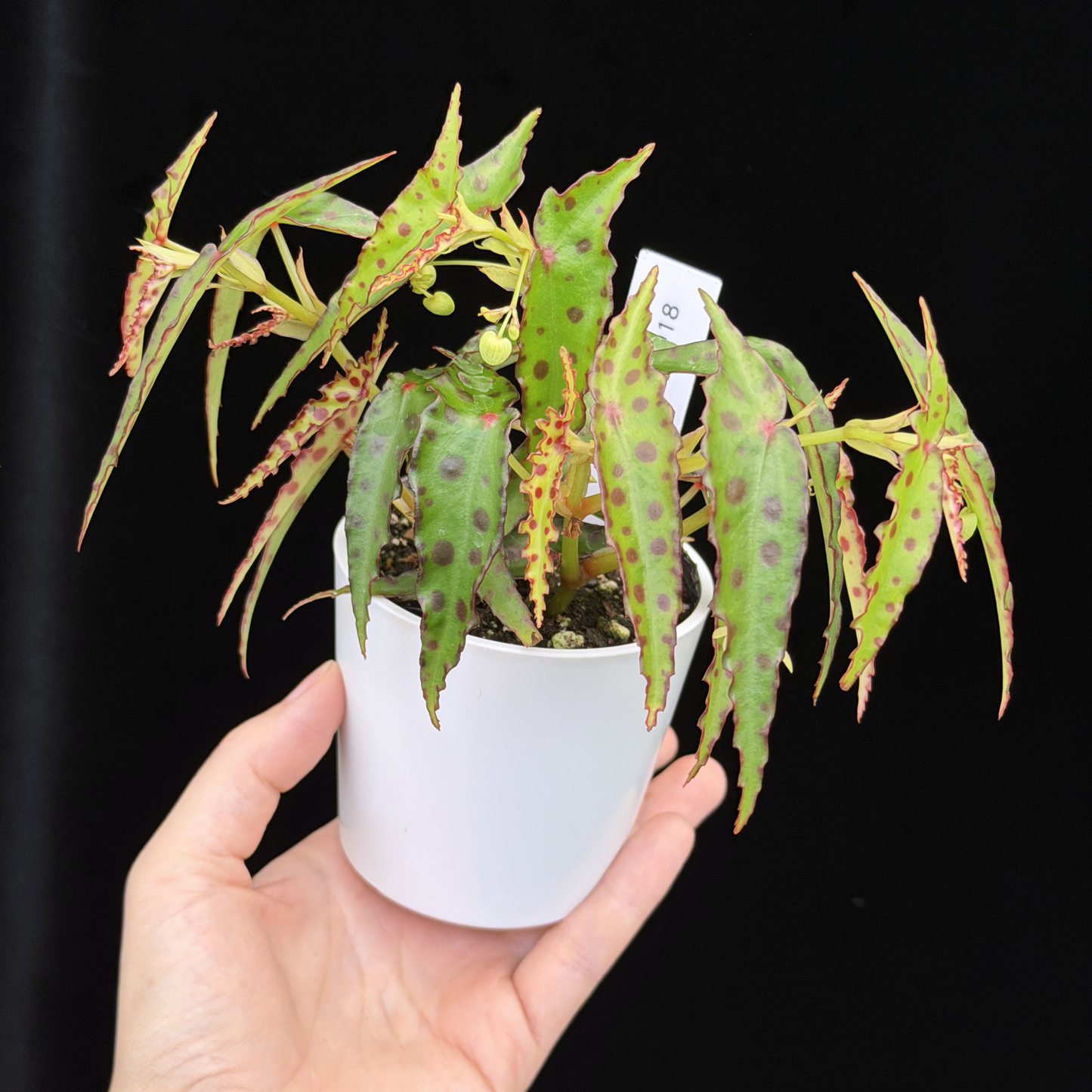 【一点もの】ベゴニア・アンフィオクサス Begonia amphioxus 18