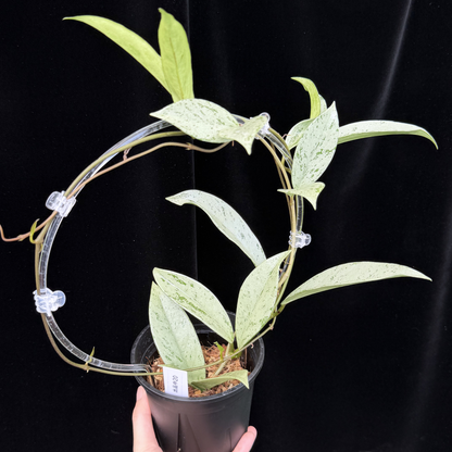 【一点もの】ホヤ プビカリクス シルバーゴースト 支柱仕立て Hoya Pubicalyx silver ghost 4号 スリット鉢 希少 レア ねこチップ 20