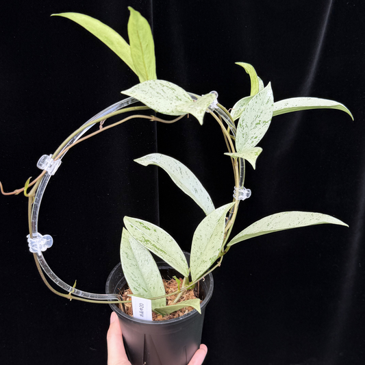 【一点もの】ホヤ プビカリクス シルバーゴースト 支柱仕立て Hoya Pubicalyx silver ghost 4号 スリット鉢 希少 レア ねこチップ 20