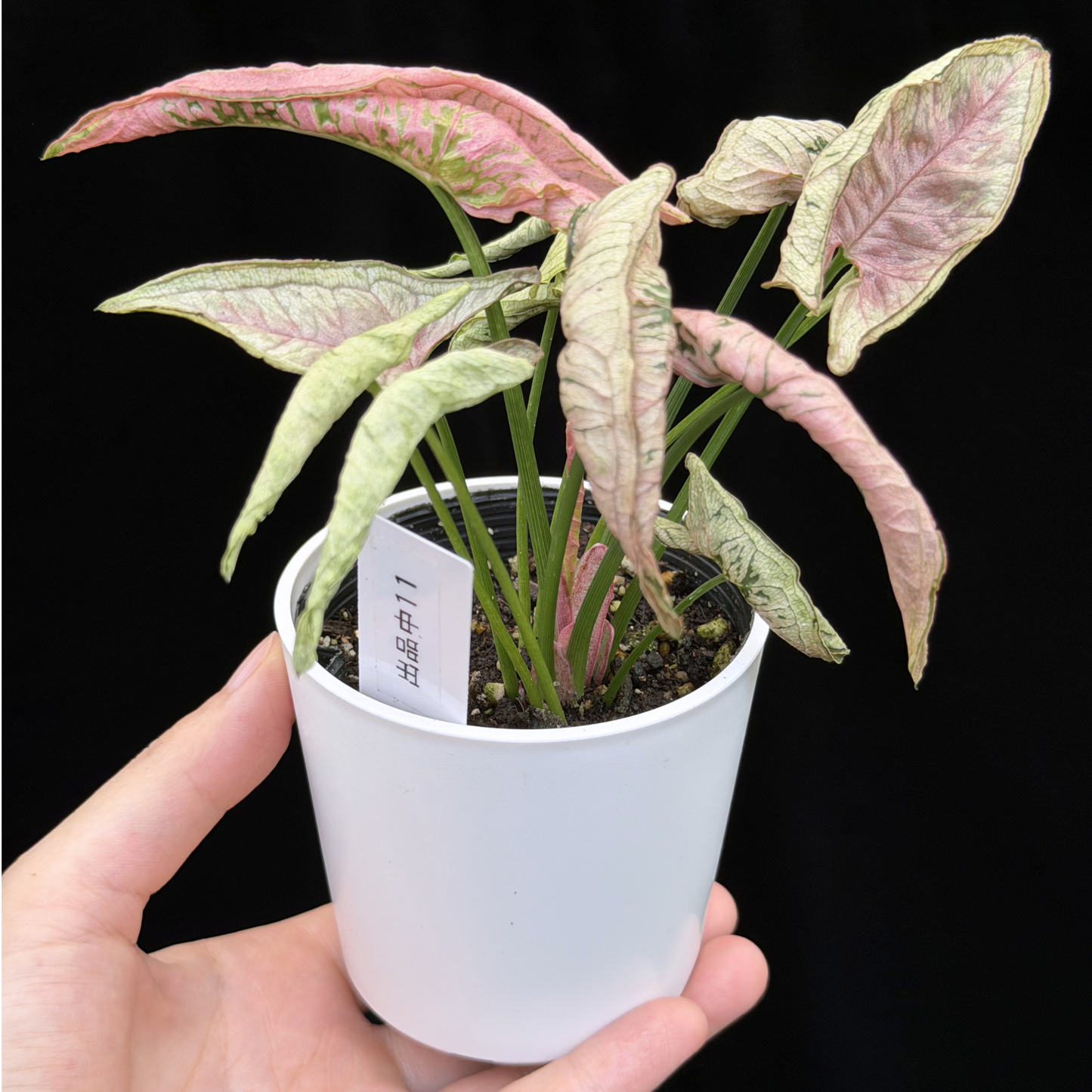 【一点もの】シンゴニウム ピンクローリー Syngonium Pink Rolli 11