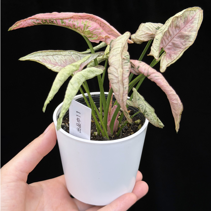 【一点もの】シンゴニウム ピンクローリー Syngonium Pink Rolli 11