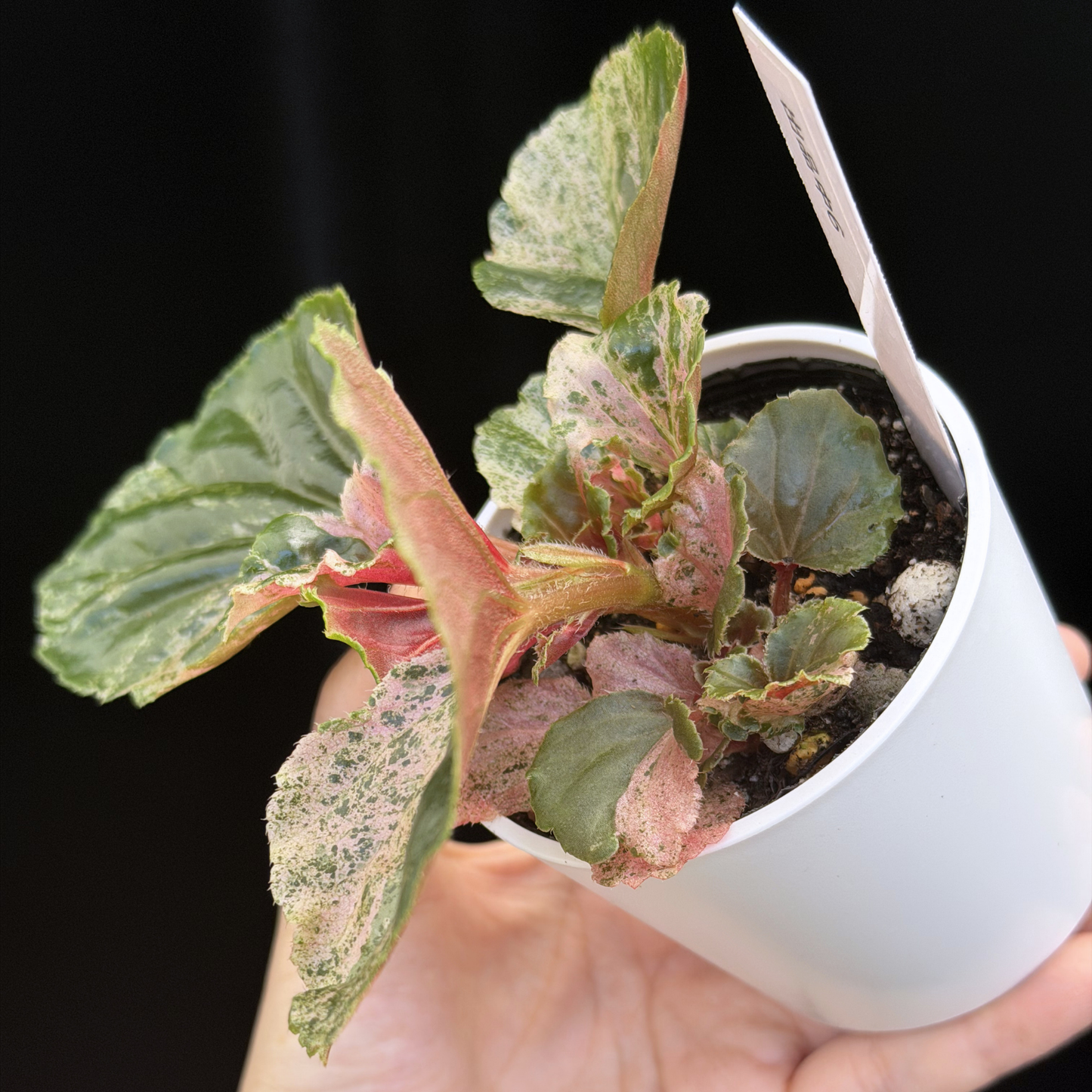 【一点もの】ベゴニア ククラータ ピンク斑入り begonia cucullata Pink variegated 希少 レア 6