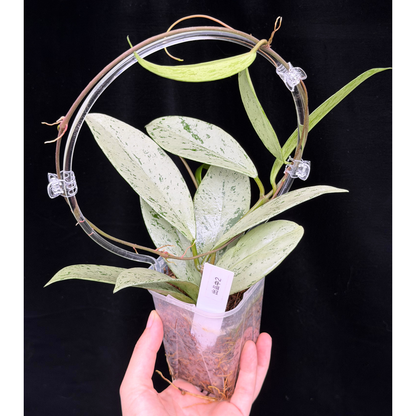 【一点もの】ホヤ プビカリクス シルバーゴースト Hoya Pubicalyx silver ghost  希少 レア ねこチップ ネガミエル3号 クリア支柱Mサイズ 2