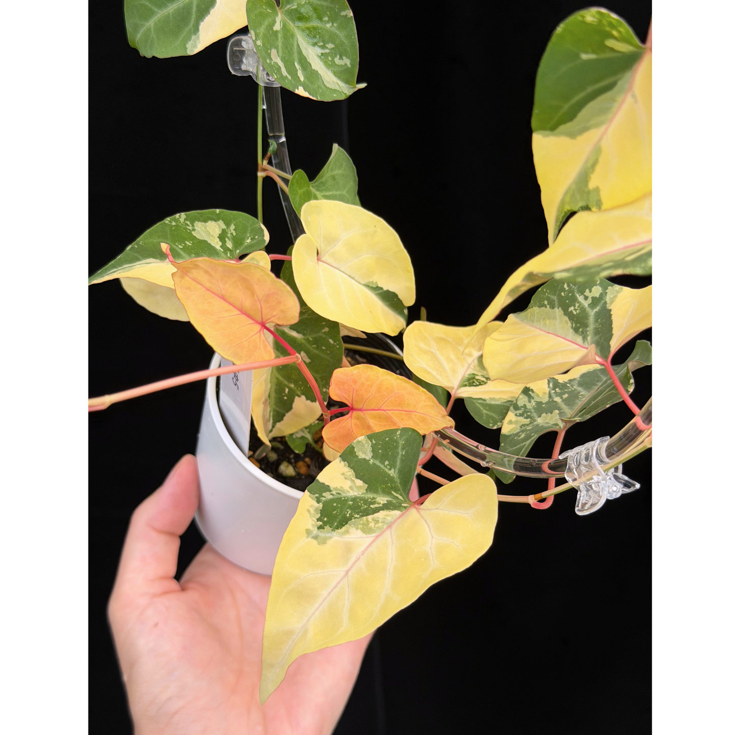 【一点もの販売】ファロピア マルチフローラ 斑入り クリア支柱Mサイズ仕立て Fallopia multiflora 'Variegata'　5