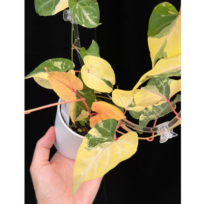 【一点もの販売】ファロピア マルチフローラ 斑入り クリア支柱Mサイズ仕立て Fallopia multiflora 'Variegata'　5