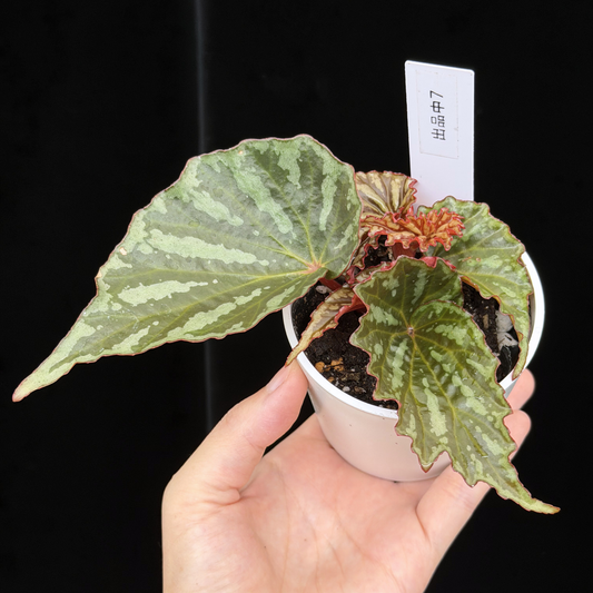 【一点もの】ベゴニア イリアンジャヤ Begonia sp.Irian jaya 7