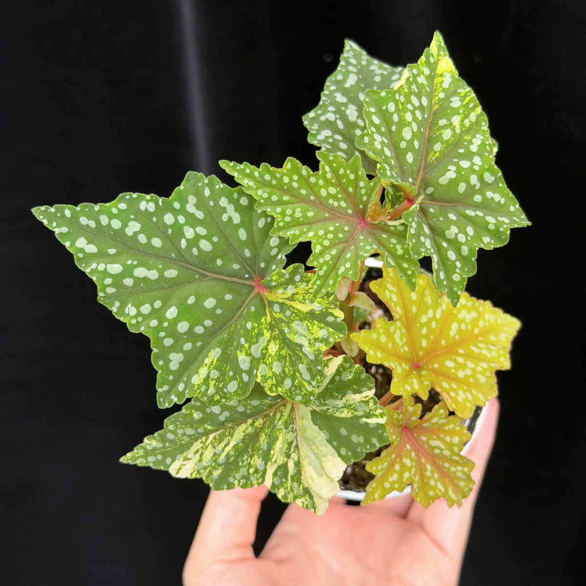 【一点もの】ベゴニア 出雲の煌星 斑入り Izumo no Kiraboshi variegated 希少 激レア 24