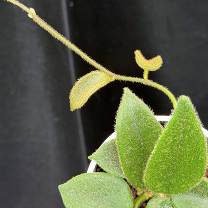 【一点もの】ホヤ トムソニー  Hoya thomsonii