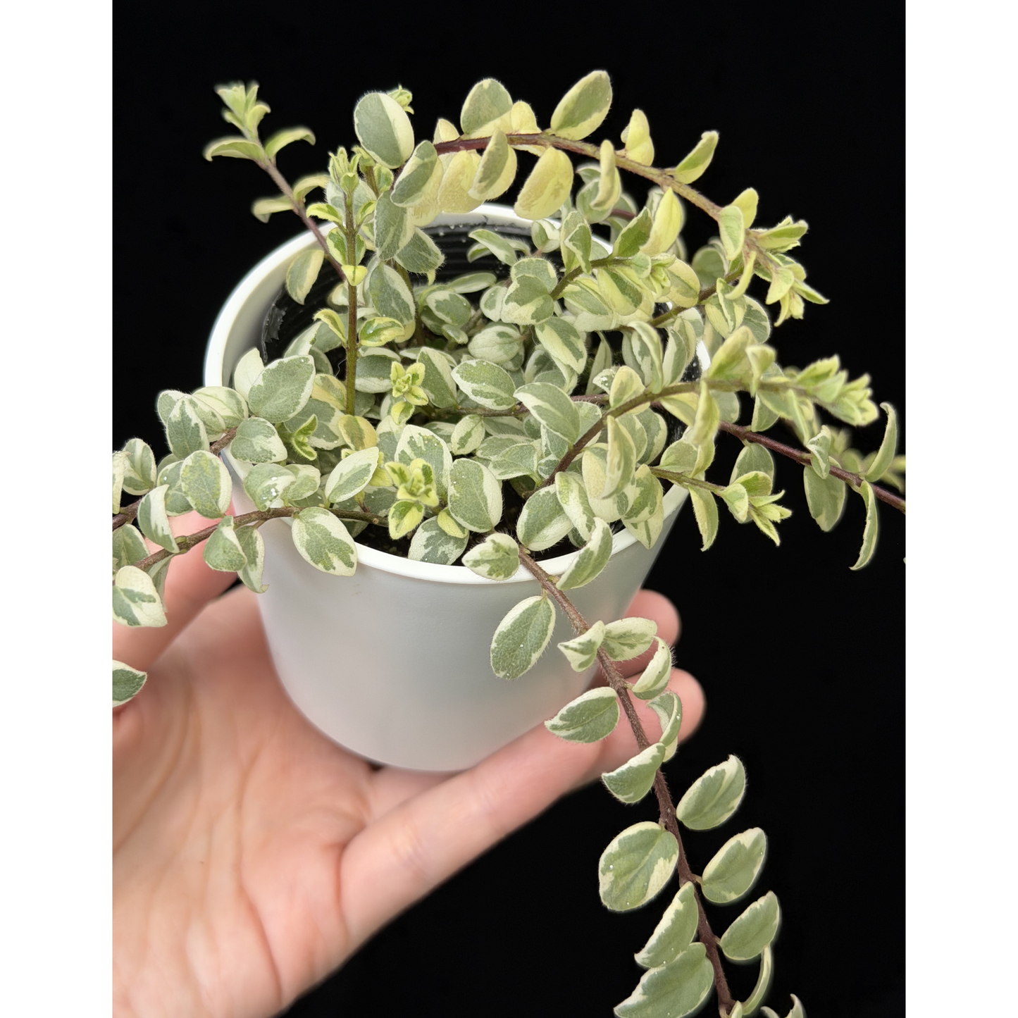 【一点もの】コルムネア ミクロフィラ 斑入り 希少 レア